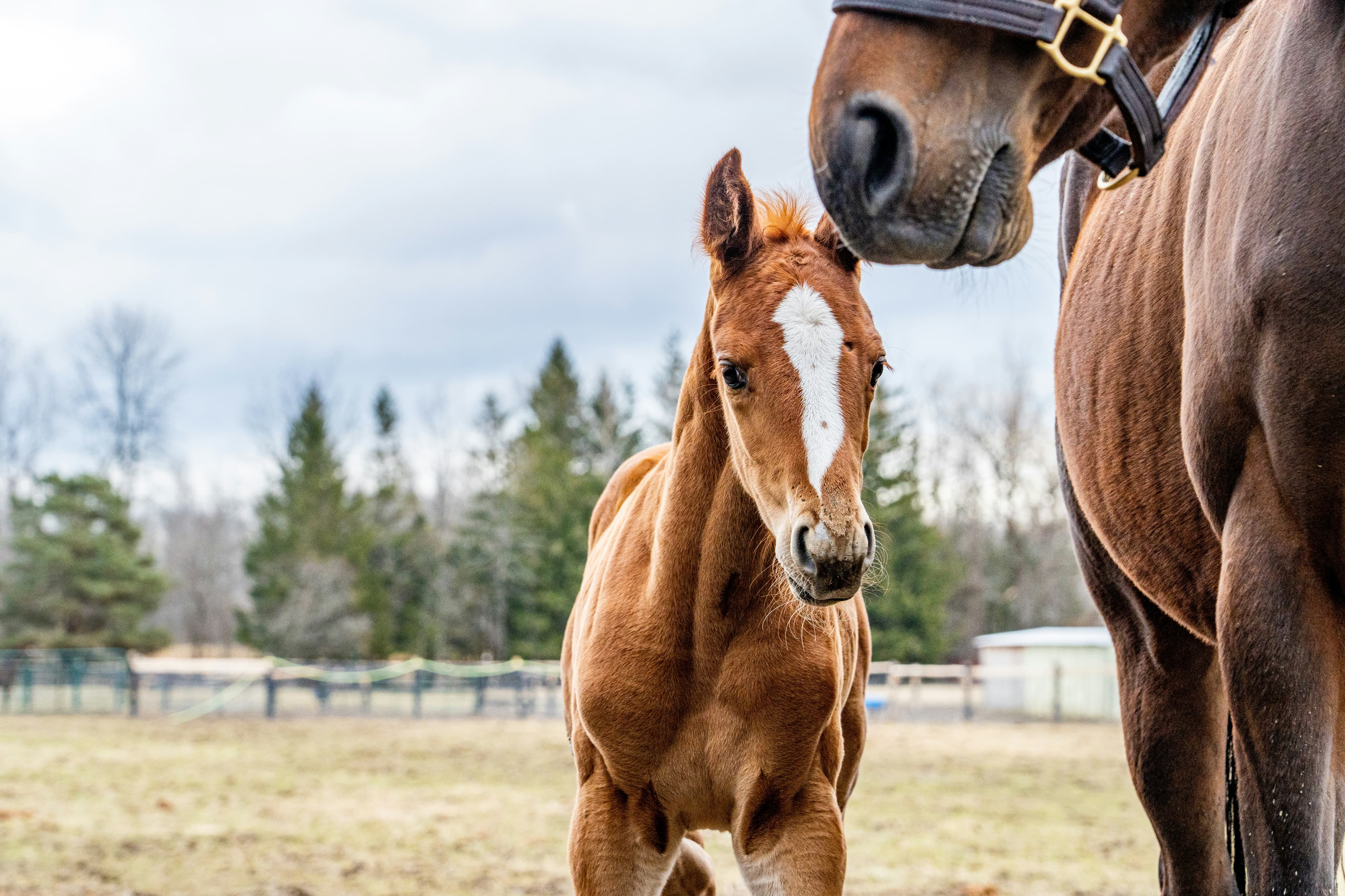 Smarter Breeding: Automated Workflows with Equihub